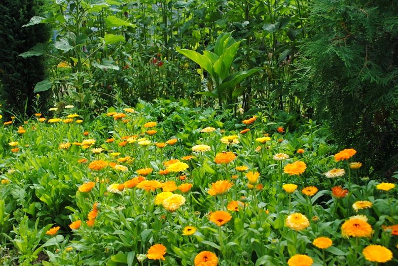Какие лекарственные растения можно выращивать на огороде?