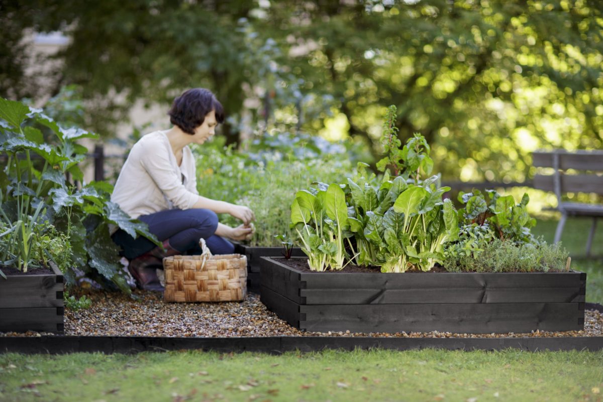 Что посадить на 6 сотках: клумбы из овощей, японский сад и лучшие однолетники